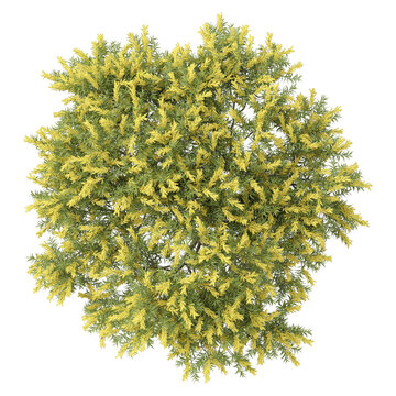 3d rendering of Common Rabbitbrush tree isolated on transparent Canvas from the top view
