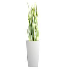 3d Rendering Of Dracaena trifasciata plant on Transparent Canvas