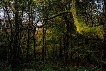 Fototapeta premium Autumn in the forest with green moss growing on large tree branch in sunlight