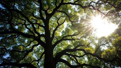 Fototapeta premium A majestic tree with sprawling branches reaching towards the sun, casting intricate shadows on its verdant leaves, creating a picturesque and serene scene.