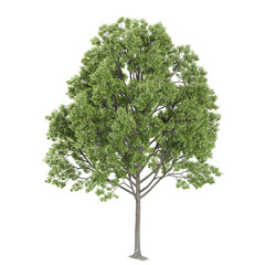 collection of European aspen tree with realistic style