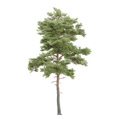 collection of Pinus sylvestris tree with realistic style © Fouzia