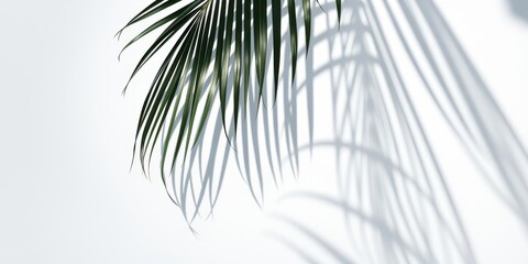 A Single Palm Frond Casts an Abstract Pattern of Light and Shadow on a White Background