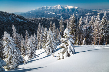 Majestic winter landscape with snowy forest and high mountains, Carpathians