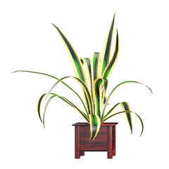 3d Rendering Of Chlorophytum comosum plant on Transparent Canvas