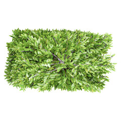 3d rendering of Columnar hornbeam plant isolated on transparent Canvas from the top view