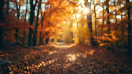 A hazy view of a forest path covered in fallen leaves with sunlight filtering through the trees