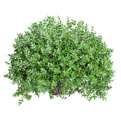 Naklejka premium 3d Rendering Of Garden privet trees isolated on Transparent Canvas