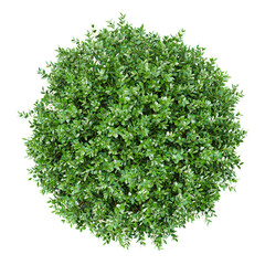 Obraz premium 3d Rendering Of Garden privet trees isolated on Transparent Canvas from the top view