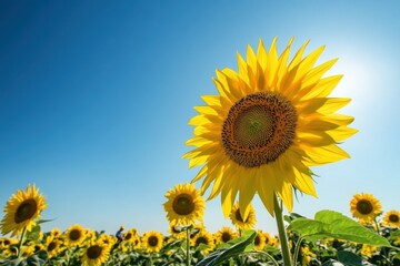 Fototapeta premium A field of sunflowers in full bloom, with workers harvesting seeds, under a clear blue sky, embodying the vibrant energy and abundance of the harvest season