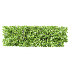 collection of Columnar hornbeam plant isolated on transparent Canvas from the top view