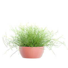 Collection of Corkscrew rush in pot isolated on transparent Canvas