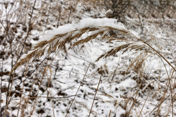 Snow covers dry grass in a winter landscape surrounded by sparse vegetation and frozen ground