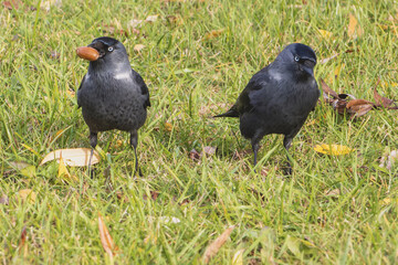Two Corvus monedula crows interact with oak acorn in a grassy field on a sunny day