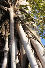 Trees in a pagoda in wonderful formation. 