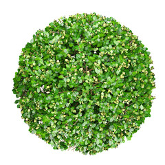 Green beautiful Boxwood plants isolated on Canvas from top view