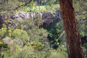 eucalyptus tree in australian bushland at sailors falls near daylesford in regional victoria