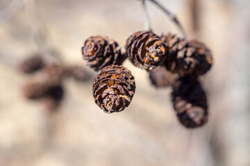 alder cones closeup