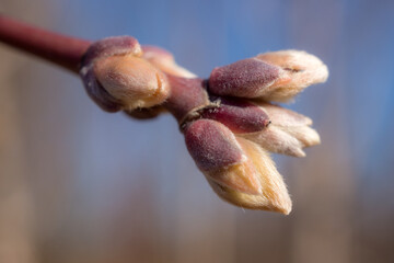 maple buds close up