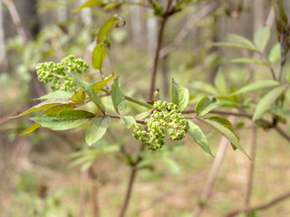 elderberry branch with buds in spring