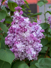 Fototapeta premium purple and white lilac in spring