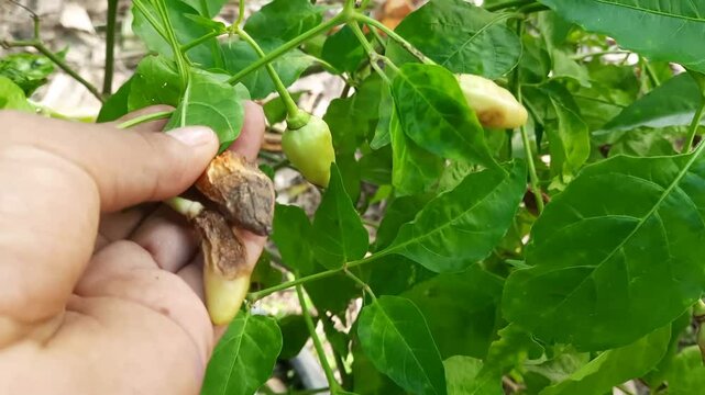 Green chili peppers rotting on the tree are checked by someone