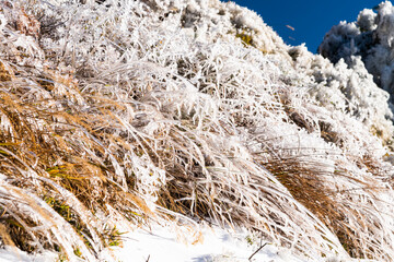 The grass on the roadside of Hehuan Forest Recreation Area in Nantou, Taiwan is frozen.
