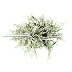 Isolated Chlorophytum comosum plants on transparent canvas from the top view