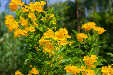 Fototapeta premium Tongurai tree is a flower of Thailand.