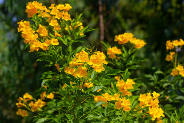 Tongurai tree is a flower of Thailand.