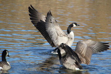 country goose on the lake