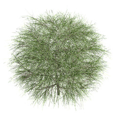 Fototapeta premium Isolated Whistling pine tree on transparent canvas