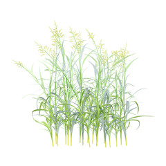 Fototapeta premium 3d illustration of Cymbopogon martinii Grains isolated on transparent Canvas