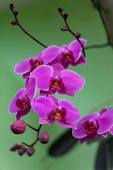 Naklejka premium purple orchid flower