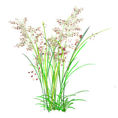 3d illustration of Natal grass isolated on transparent canvas