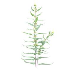 3d rendering of Common Nettle isolated on transparent Canvas