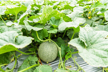 Close-up of cantaloupes growing in farmland in Yunlin, Taiwan.