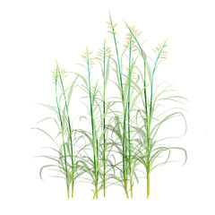 Obraz premium Cymbopogon martinii Grains isolated on transparent canvas