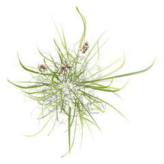 Isolated grass on transparent canvas from the top view