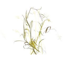 Naklejka premium Isolated Wild field grass on transparent canvas