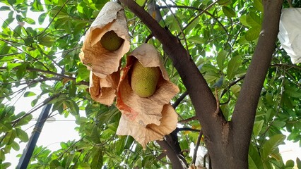 jackfruit wrapped in brown paper on a tree. background concept of traditional harvesting, nature,...