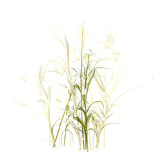 Leptochloa grass isolated on transparent Canvas