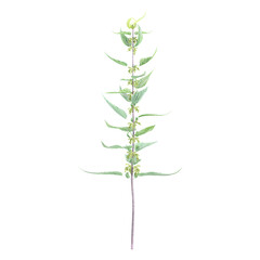 Urtica dioica isolated on transparent Canvas