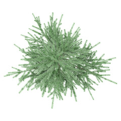 3d illustration of Balsam fir isolated on transparent canvas from top view