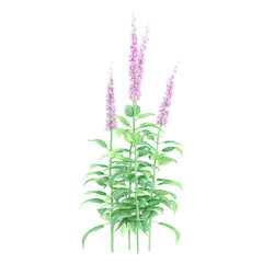 3d illustration of Chinese astilbe plant isolated on transparent canvas
