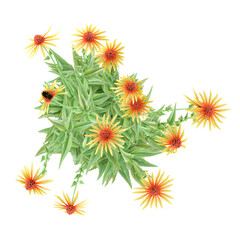 3d illustration of Echinacea Fountain plant isolated on transparent canvas from top view