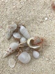Hermit crabs trading shells at the beach