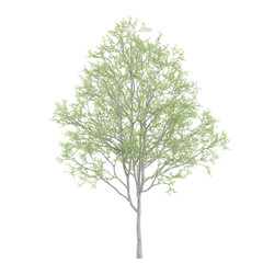 Obraz premium 3d illustration of Eucalyptus tree isolated on transparent canvas