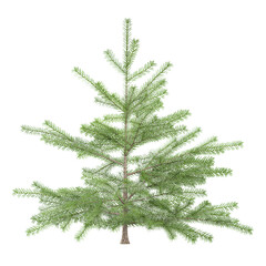 3d rendering of Balsam fir tree tree isolated on transparent Canvas