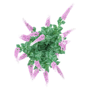 3d rendering of Chinese astilbe plant isolated on transparent Canvas from the top view